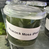 Moss Tub (30ml) - Peacock Moss