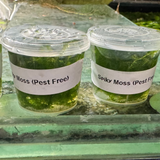 Moss Tub (30ml) - Spiky Moss