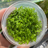 Pisces Tissue Culture - Micranthemum umbrosum - Monte Carlo