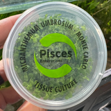 Pisces Tissue Culture - Micranthemum umbrosum - Monte Carlo