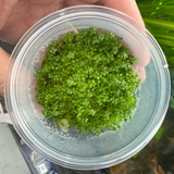 Pisces Tissue Culture - Hemianthus Callitrichoides - Cuba