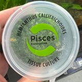 Pisces Tissue Culture - Hemianthus Callitrichoides - Cuba