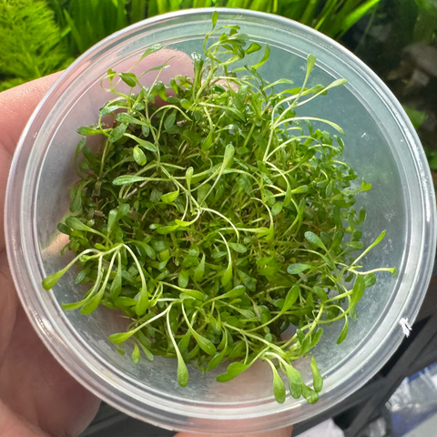 Pisces Tissue Culture - Glossostigma elatinoides