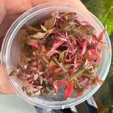 Pisces Tissue Culture - Alternanthera reineckii