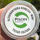 Pisces Tissue Culture - Alternanthera reineckii