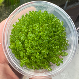 Pisces Tissue Culture - Micranthemum umbrosum 'Takashi Carpet'