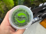 Pisces Tissue Culture - Micranthemum umbrosum 'Takashi Carpet'