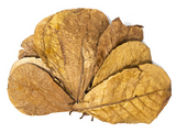 Indian Almond Leaves (10 pack)