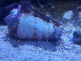 Stombus Snail