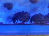 Micro Hermit Crabs