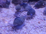 Nassarius Snails 5 Pack