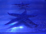 Sandsifting Starfish