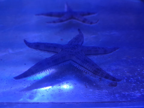 Sandsifting Starfish