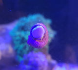 Turbo Snails - 10 Pack
