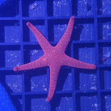 Red Fromia Star