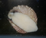 Trochus Snail