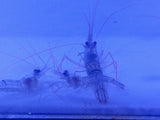Peppermint Shrimp
